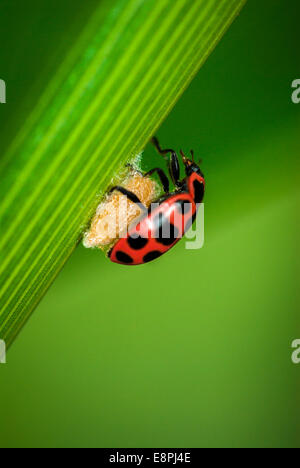 Ein Marienkäfer (Coleomegilla Maculata) auf einem Parasitoiden Kokon (Dinocampus Coccinellae) wie auf einem Blatt in einem Maisfeld. Stockfoto