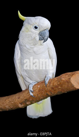 Weniger Schwefel Crested/Yellow-Crested Kakadus (cacatua sulfurea) Stockfoto