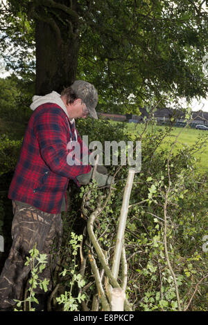 Hedge-Schicht Carl Forster weben Pleachers, Teesdale County Durham England UK Stockfoto
