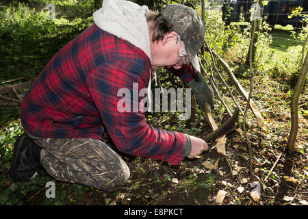 Hedge-Schicht Carl Forster teilen Stiele (Pleachers), lag in der Hecke mit einem Bill Hook, Teesdale County Durham England UK Stockfoto