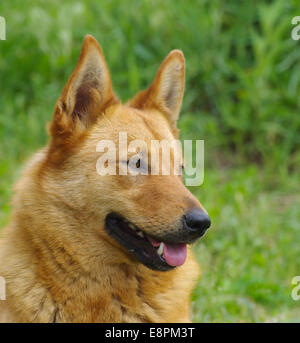 Outdoor Portrait von süßen Mischling Hund Stockfoto