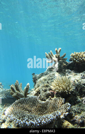 bunte Korallenriffe unter Wasser Stockfoto