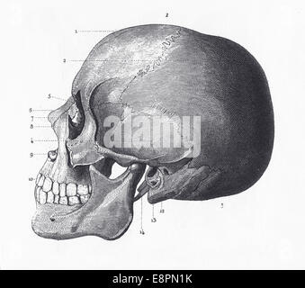 Gravierten Abbildungen der Knochen des Kopfes von ikonographische Enzyklopädie der Wissenschaft, Literatur und Kunst, veröffentlicht im Jahre 1851 Stockfoto