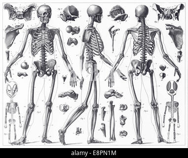 Gravierten Abbildungen der Anatomie der Knochen von ikonographische Enzyklopädie der Wissenschaft, Literatur und Kunst, veröffentlicht im Jahre 1851. Stockfoto