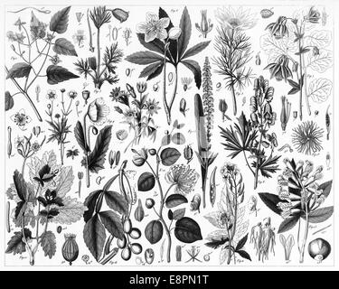 Gravierten Abbildungen von kultivierten Pflanzen aus ikonographische Enzyklopädie der Wissenschaft, Literatur und Kunst, veröffentlicht im Jahre 1851. Stockfoto