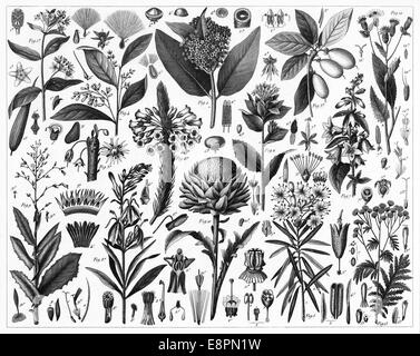 Gravierten Abbildungen von kultivierten Pflanzen aus ikonographische Enzyklopädie der Wissenschaft, Literatur und Kunst, veröffentlicht im Jahre 1851. Stockfoto