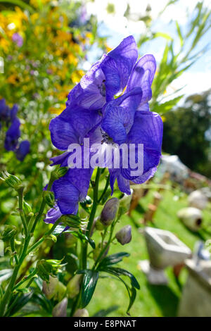 Carmichael Eisenhut [Aconitum Carmichaelii] Stockfoto