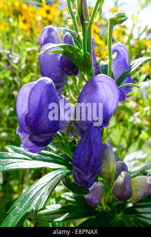 Carmichael Eisenhut [Aconitum Carmichaelii] Stockfoto