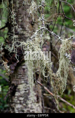 Flechten und Moos eingewickelt Bäume im Verhandlungsprotokoll Park. Stockfoto