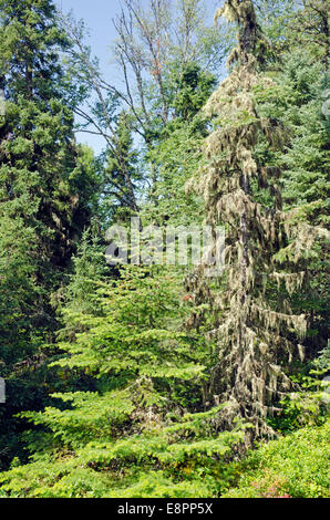 Flechten und Moos eingewickelt Bäume im Verhandlungsprotokoll Park. Stockfoto