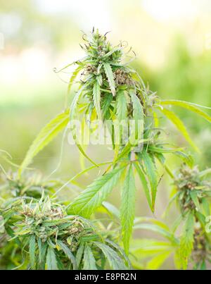 Closeup Aufnahme der grünen Cannabis-Pflanze. Stockfoto