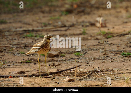 Occhione, eurasische Thick-knee, Burhinus Oedicnemus, Burhinidae, Rathambore Nationalpark, Indien, Asien Stockfoto