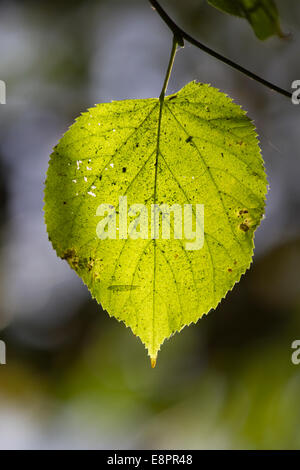 Lindenblatt im Herbst - Hintergrundbeleuchtung Nahaufnahme Stockfoto