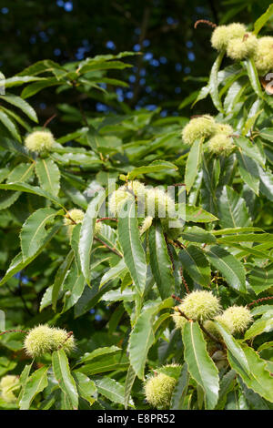 Sweet Chestnut Tree - Reife grüne Frucht Spelzen und Blätter - Studley Royal Park, Ripon, North Yorkshire, UK Stockfoto