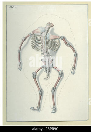 Datum: ca. 1820-1840 Bildbeschreibung: eine kopflose Schwein Fötus mit exponierten Skelett.   NLM versteckten Schatz s. 101 resource.nlm.n Stockfoto