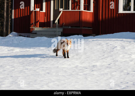 Eine Rotfuchs (Vulpes Vulpes) steht vor einem roten Holzhaus in Schweden an einem sonnigen Wintertag. Stockfoto