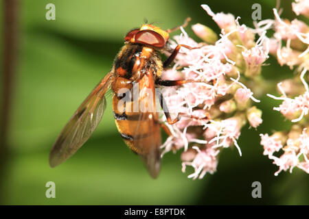 Eine männliche Hornet-Mimic Hoverfly, Volucella Inanis, Fütterung auf Hanf-Agrimony, Cambridge, England, UK. Stockfoto