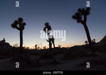 Joshua Tree Silhouetten auf Sonnenuntergang. Joshua Tree Nationalpark, Kalifornien, USA Stockfoto