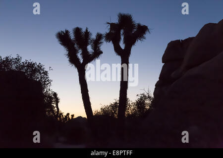 Joshua Tree Silhouetten auf Sonnenuntergang. Joshua Tree Nationalpark, Kalifornien, USA Stockfoto