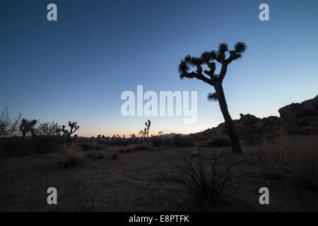 Joshua Tree am Sonnenuntergang. Joshua Tree Nationalpark, Kalifornien, USA Stockfoto