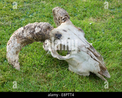 Verwester Schädel von einem Hausschafe (Ovis Aries) mit stark gebogenen Hörnern auf dem Rasen liegen Stockfoto
