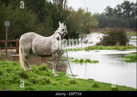 Essex, England. 13. Oktober 2014.  Ein Pferd angebunden in einem überschwemmten Feld in Essex nach einer durchzechten Nacht sintflutartigen Regen. Bildnachweis: Gordon Scammell/Alamy Live-Nachrichten Stockfoto