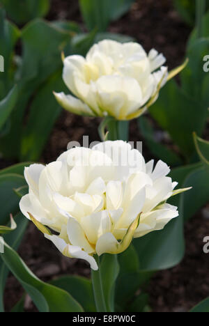 FOSTERIANA TULPE "EXOTISCHE KAISER" Stockfoto