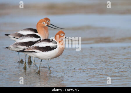 Amerikanische Säbelschnäbler am Strand. Stockfoto