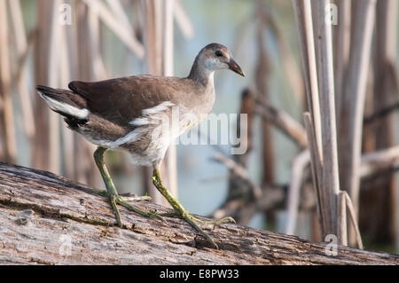 Unreife gemeinsame Gallinule auf einem Baumstamm. Stockfoto