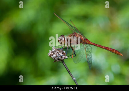 Safran-winged Meadowhawk thront auf einer Pflanze. Stockfoto