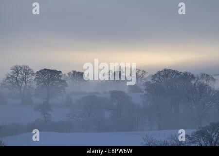 Mit Schnee auf dem Boden hängt Nebel zwischen den Bäumen in Feldern in der Nähe von Pooley Bridge im Lake District kurz vor Sonnenaufgang. Stockfoto