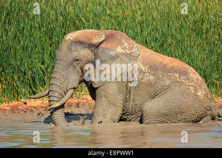 Afrikanischer Elefant (Loxodonta Africana), wobei ein Schlammbad, Addo Elephant National Park, Südafrika Stockfoto