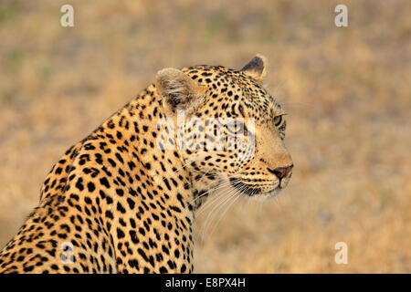 Porträt eines Leoparden (Panthera Pardus), Sabie Sand Naturschutzgebiet, Südafrika Stockfoto