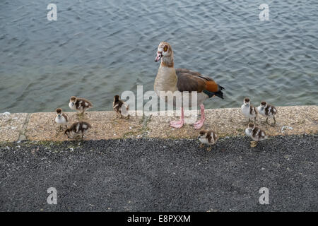 Nilgans (Alopochen Aegyptiacus), mit Gänsel, Serpentine See, UK Stockfoto