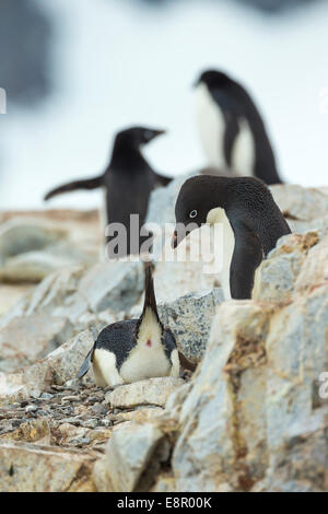 Adelie Penguin Pygoscelis Adeliae, Erwachsene, Paarung in der Kolonie, Petermann Island, Antarktis im Januar. Stockfoto