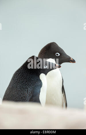 Adelie Penguin Pygoscelis Adeliae, Erwachsene, in der Balz Display, Petermann Island, Antarktis im Januar. Stockfoto