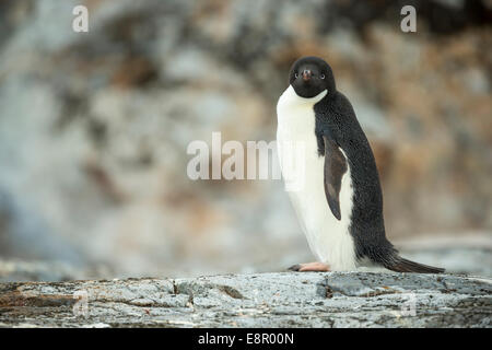 Adelie Penguin Pygoscelis Adeliae, Erwachsene, Profil auf Felsen, Petermann Island, Antarktis im Januar. Stockfoto