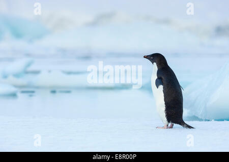 Adelie Penguin Pygoscelis Adeliae, Erwachsene, Flügel-stretching auf Eisberg, Booth Island, Antarktis im Januar. Stockfoto