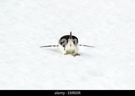 Adelie Penguin Pygoscelis Adeliae, Erwachsene, Auswerfen Abfall Flüssigkeiten, Yalour, Antarktis im Januar. Stockfoto