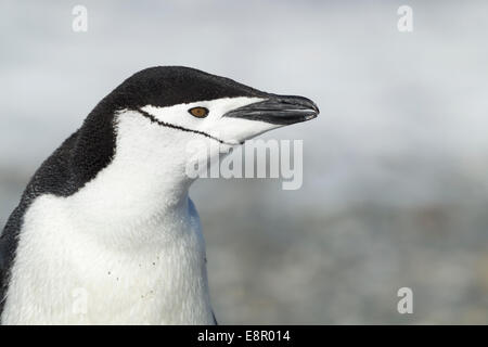 Kinnriemen Pinguin Pygoscelis Antarctica, Erwachsene, Kopf Profil, Cape Lookout, Elephant Island im Januar. Stockfoto