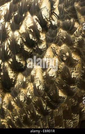 Eurasische Adler-Eule Bubo Bubo (Captive), close-up der Federn im Wald, Hawk Conservancy Trust, Hampshire, Großbritannien im April. Stockfoto