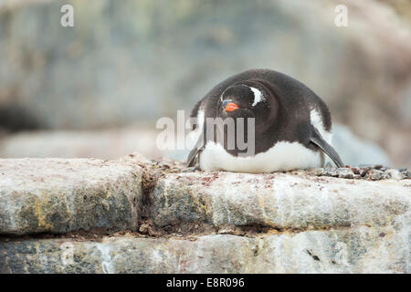 Gentoo Penguin Pygoscelis Papua, Erwachsene, Inkubation im Nest, Jougla Point, der Antarktis im Januar. Stockfoto