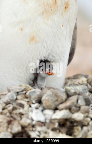 Gentoo Penguin Pygoscelis Papua, Erwachsener und Küken im Nest Website, Port Lockroy, Antarktis im Januar. Stockfoto