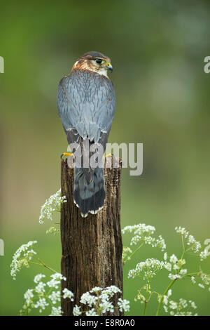 Merlin Falco Columbarius (Captive), unreif männlich, thront auf Holzpfosten, Hawk Conservancy Trust, Hampshire im April. Stockfoto