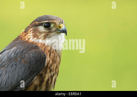 Merlin Falco Columbarius (Captive), unreif männlich, Porträt in Grünland Lebensraum, Hawk Conservancy Trust, Hampshire, UK im April Stockfoto