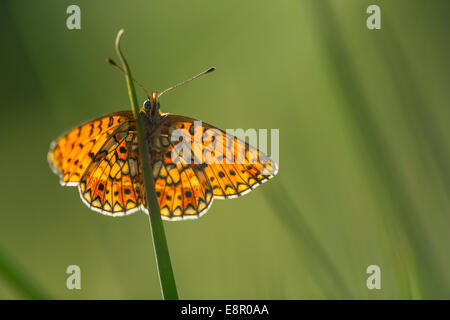 Kleine Perle-umrandeten Fritillary Boloria Selene, Imago, am Schlafplatz, Bentley Holz, Hampshire, UK im Mai. Stockfoto