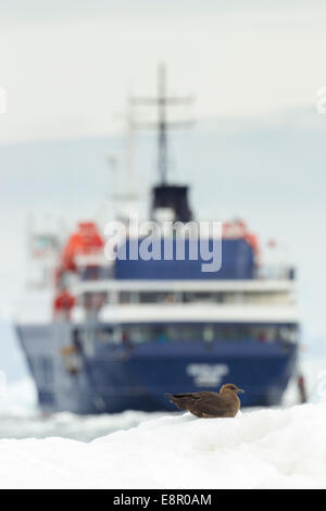 Süd polar Skua Stercorarius Maccormicki, Erwachsene, ruht auf Eis mit MV Ortelius, Petermann Island, Antarktis im Januar. Stockfoto