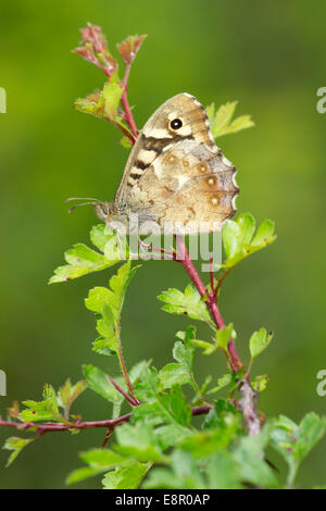 Gesprenkelte Holz Pararge Aegeria, Imago, Schlafplatz auf Weißdorn, Bentley Holz, Hampshire, Großbritannien im Mai. Stockfoto