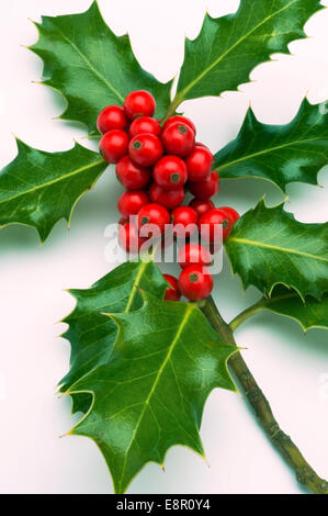 Stechpalme (Ilex Aquifolium) Zweig mit leuchtend roten Beeren, Weihnachten  Anlage allgemein als Mistel verwechselt Stockfotografie - Alamy