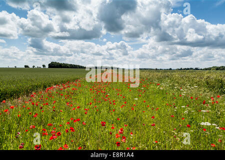 Eine herrliche Aussicht über ein Feld in den Cotswolds eine Mohn in der Nähe von Cotswold Stadt von Cirencester in England Stockfoto